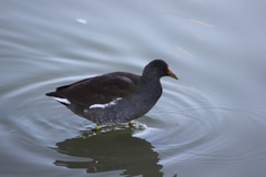 Gallinula galeata cachinnans