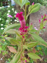 Celosia argentea plumosa