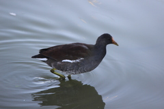 Gallinula galeata cachinnans