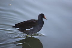Gallinula galeata cachinnans