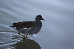 Gallinula galeata cachinnans