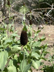 Rudbeckia occidentalis