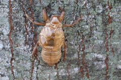Quesada gigas