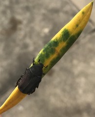 Protaetia morio