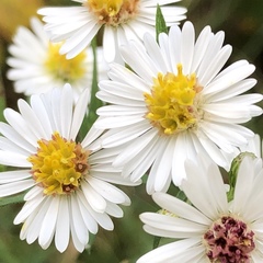 Symphyotrichum lanceolatum lanceolatum