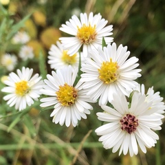 Symphyotrichum lanceolatum lanceolatum