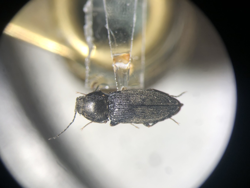 Cardiophorus convexulus