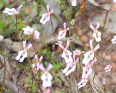 Stylidium ecorne