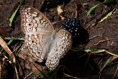 Junonia atlites