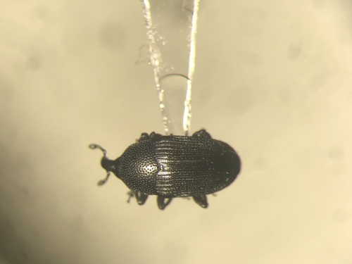 Interstitial Flower Weevil