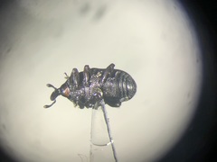 Baris interstitialis