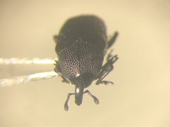 Baris interstitialis