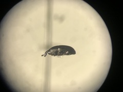 Baris interstitialis