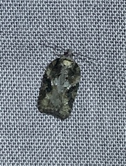Acleris fuscana