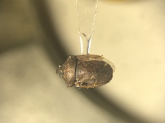 Amaurochrous cinctipes