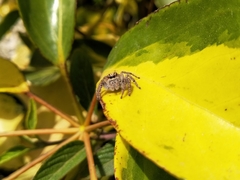 Megafreya sutrix