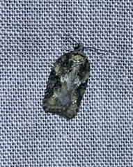Acleris fuscana