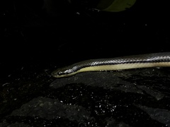 Opisthotropis lateralis