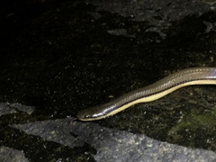 Opisthotropis lateralis