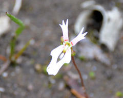 Stylidium ecorne