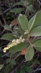 Croton leptostachyus