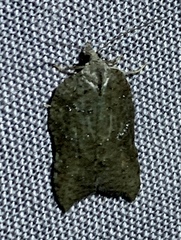 Acleris effractana