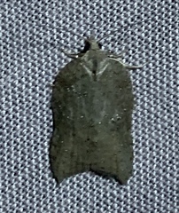 Acleris effractana