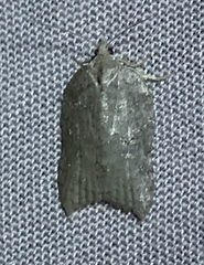 Acleris effractana