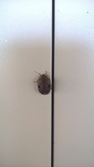 Diolcus chrysorrhoeus