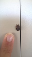 Diolcus chrysorrhoeus