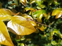 Oxyagrion terminale