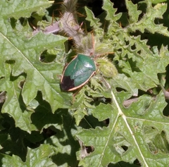 Edessa rufomarginata