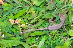 Diporiphora