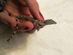 Tarentola mauritanica