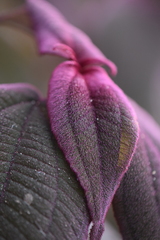 Miconia submontana