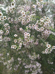 Chamelaucium uncinatum