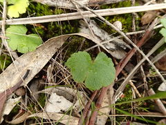 Hydrocotyle laxiflora