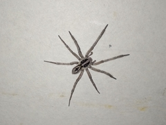 Lycosidae