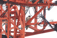 Falco peregrinus
