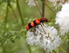 Trichodes bibalteatus