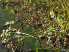 Cyperus imbricatus