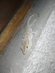 Tarentola mauritanica