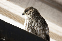 Accipiter cooperii