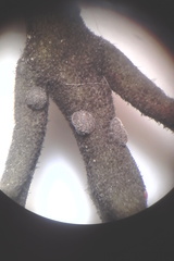 Lecanochiton actites