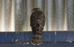 Accipiter cooperii