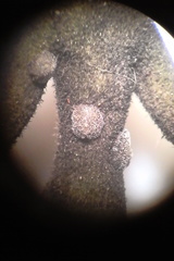 Lecanochiton actites