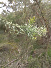 Jacksonia furcellata