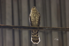 Accipiter cooperii