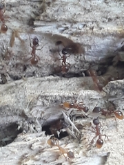 Myrmica rubra