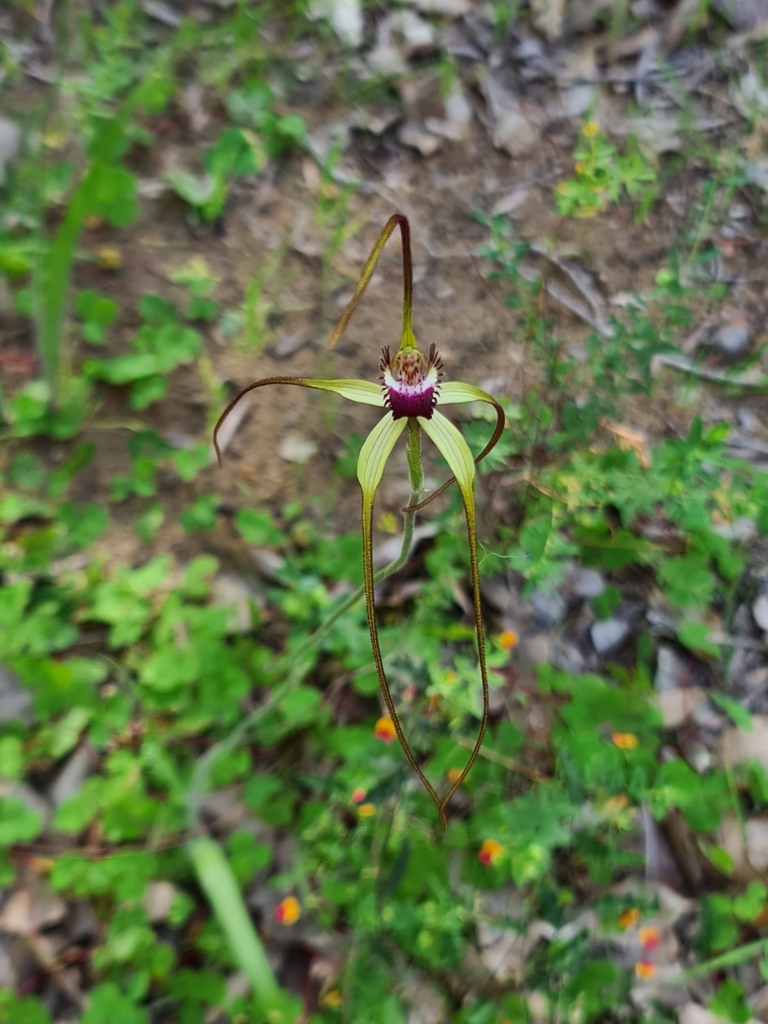 Caladenia excelsa